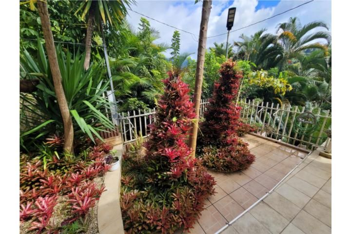 Coabey Jayuya 00664 PR