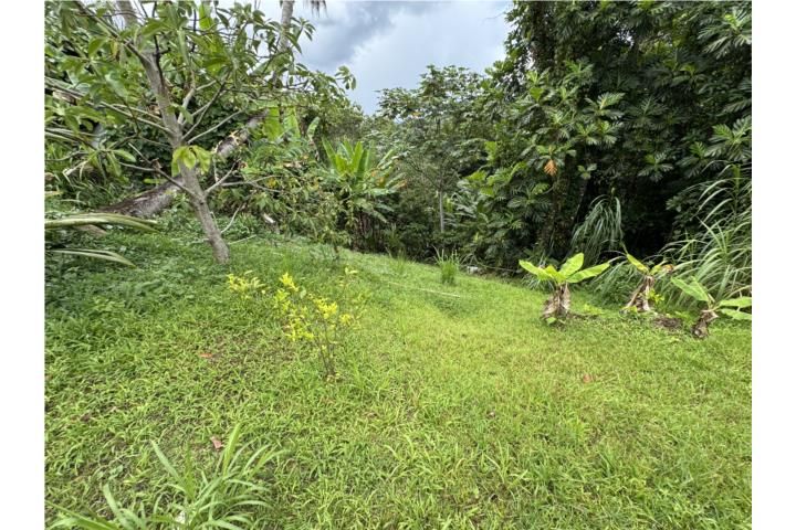Mameyes Abajo Utuado 00650 PR