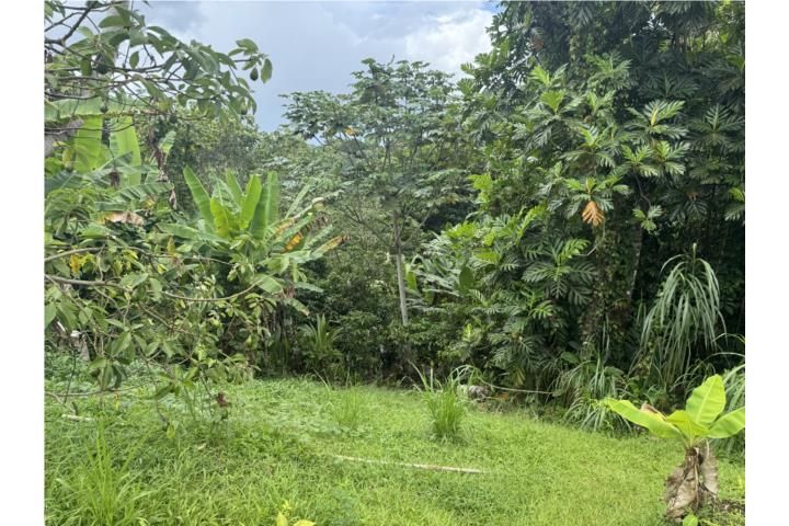 Mameyes Abajo Utuado 00650 PR