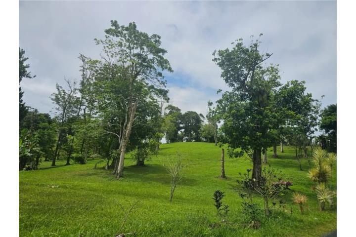 Helechal Barranquitas 00794 PR