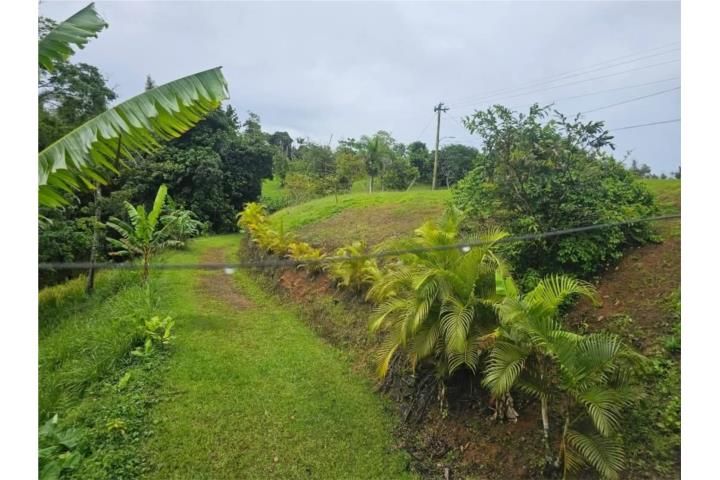 Helechal Barranquitas 00794 PR