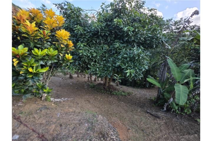 Caguana Utuado 00641 PR