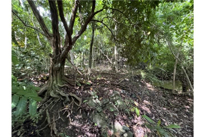 Quebrada Grande Mayaguez 00680 PR