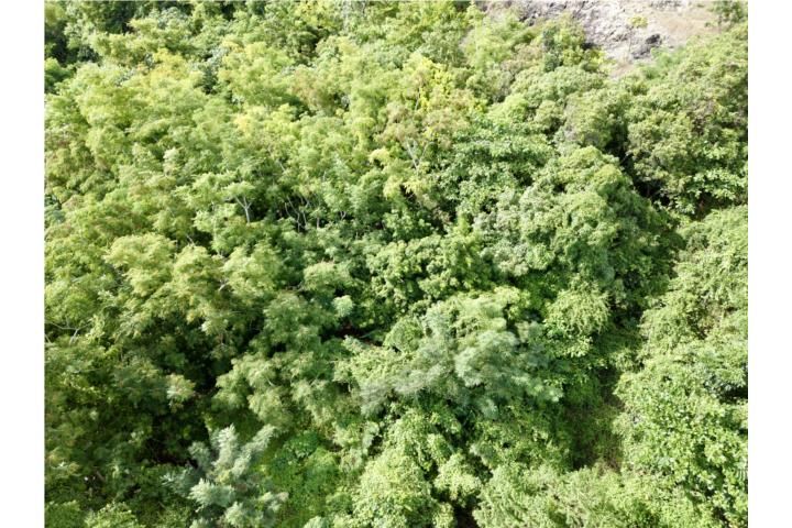 Quebrada Grande Mayaguez 00680 PR