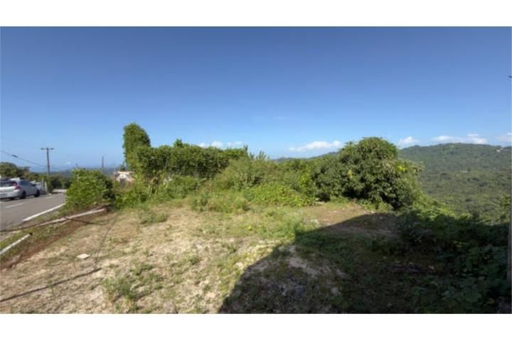 Limón Mayaguez 00680 PR
