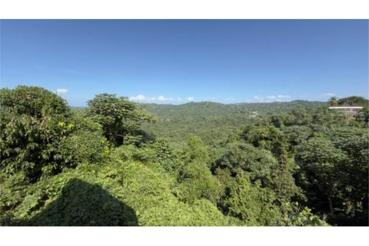 Limón Mayaguez 00680 PR