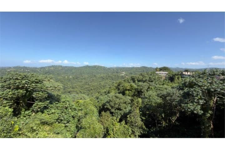 Limón Mayaguez 00680 PR
