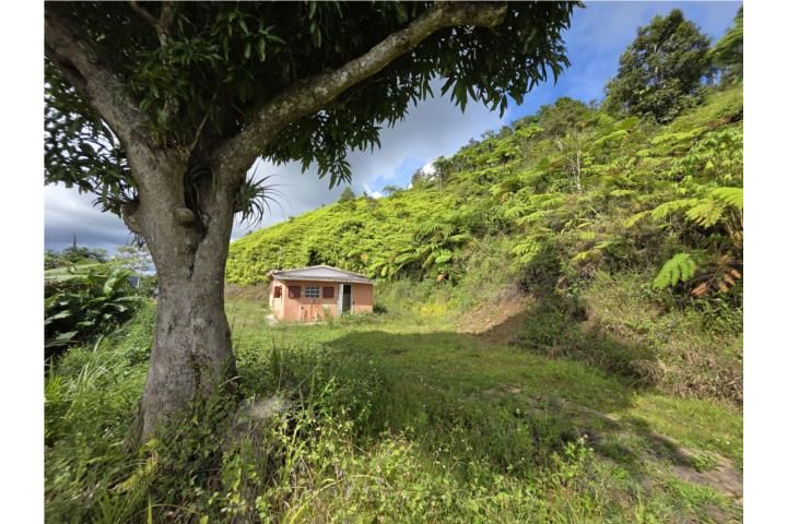 Hacienda La Mocha Ponce 00731 PR