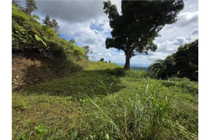 Hacienda La Mocha Ponce 00731 PR
