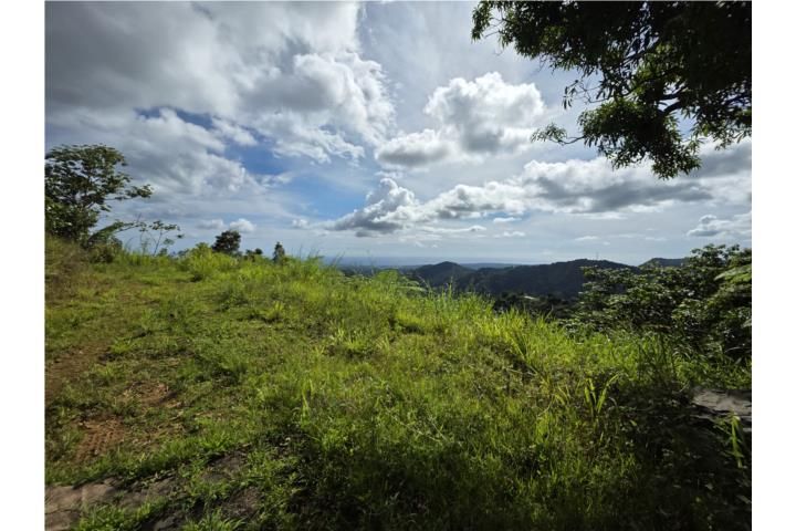 Hacienda La Mocha Ponce 00731 PR