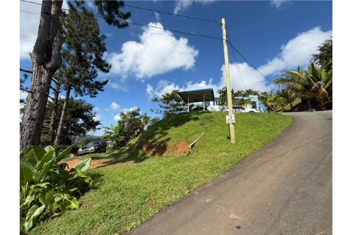 Cedro Abajo Naranjito 00719 PR