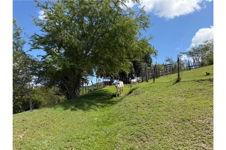 Santa Catalina Coamo 00769 PR