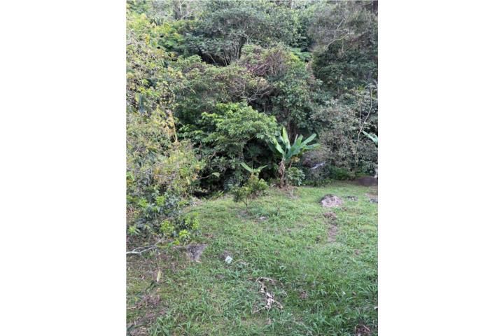 Castaner Lares 00631 PR