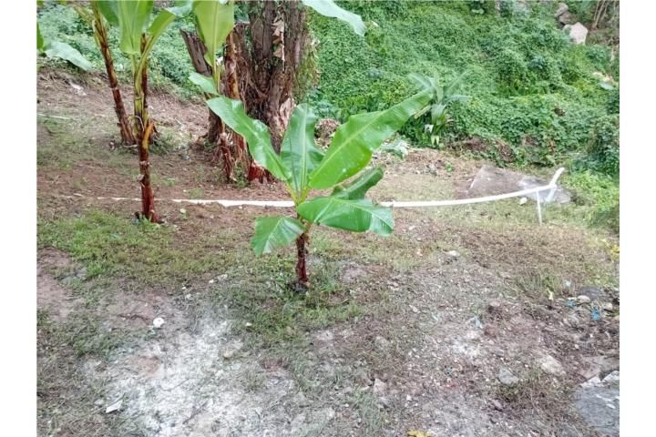 Cordillera, Ciales — foto 9