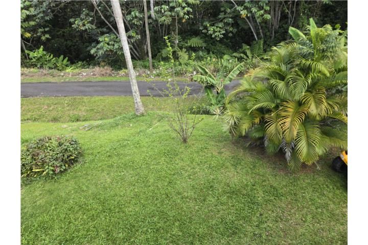 Anones Naranjito 00719 PR