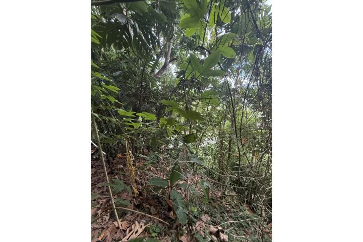 La Morenita Bayamon 00956 PR