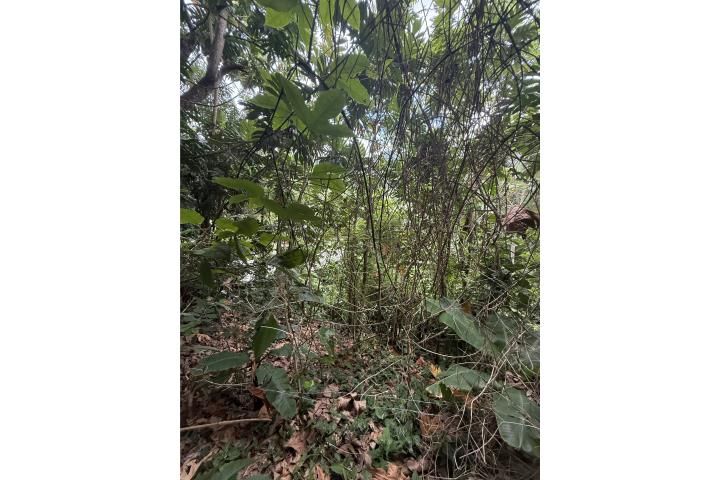 La Morenita Bayamon 00956 PR