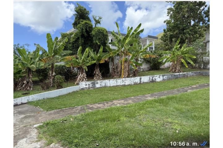 Pitahaya Arroyo 00714 PR