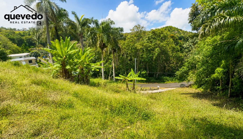 Franquez, Morovis - 2