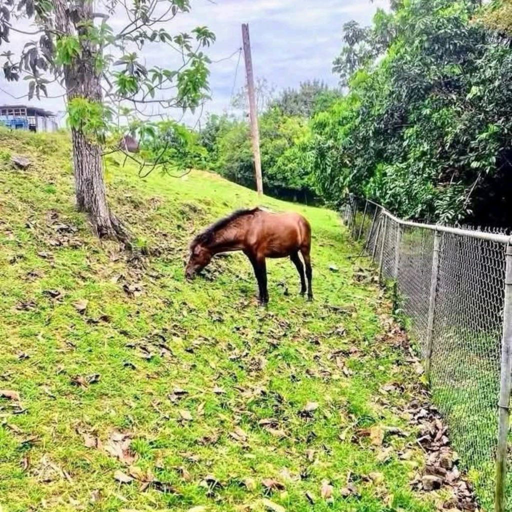 Lote A, Km 7, Bo. Ortiz, Carr. 827 Toa Alta 00953 PR